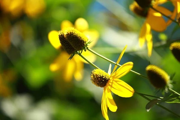 Rudbeckias yeux noirs fleurs susan dans le jardin — Photo