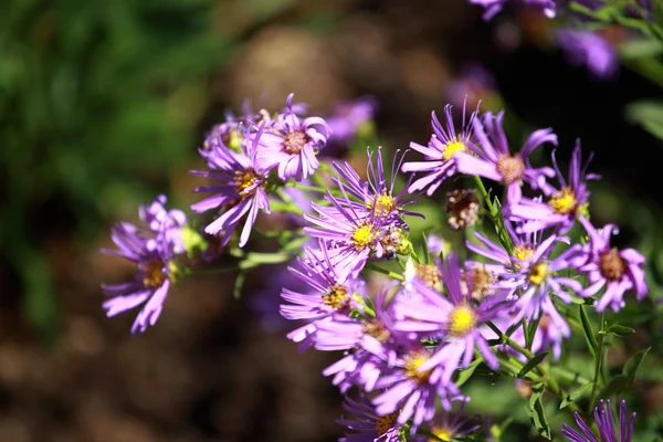 Blaue Blume auf blauem Hintergrund — Stockfoto