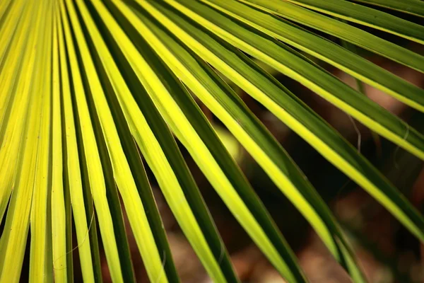 Hojas de palma verde y brillante sobre fondo borroso — Foto de Stock