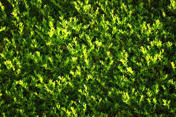 Green Leaves Wand Hintergrund — Stockfoto