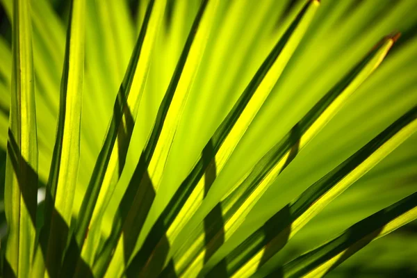 Hojas de palma verde y brillante sobre fondo borroso — Foto de Stock