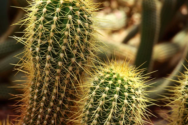 Detailní záběr na kaktus ve tvaru koule s dlouhými trny — Stock fotografie
