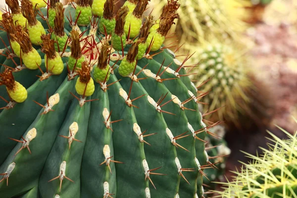 Close up of globe shaped cactus with long thorns — Stock Photo, Image