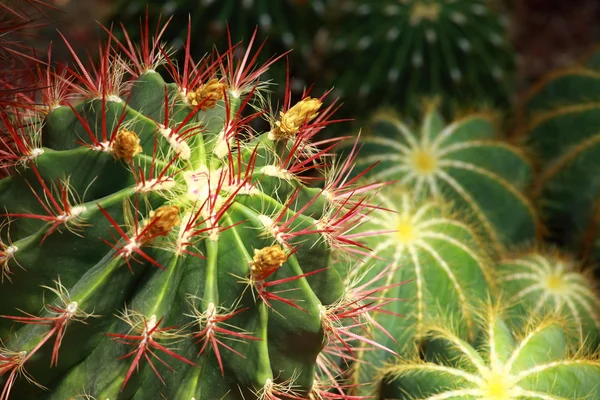 Zbliżenie kaktusa w kształcie kuli ziemskiej z długimi cierniami — Zdjęcie stockowe