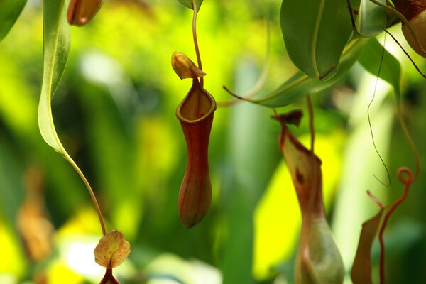 Catch bag of the tropical insectivorous plant, Nepenthes
