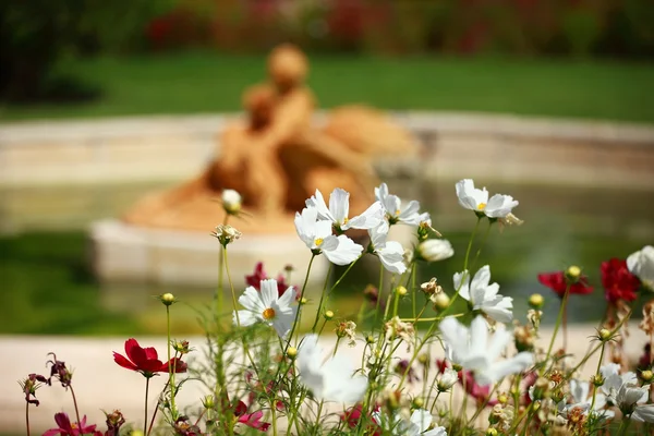 Цветы и утренняя роса в парке размытый фон — стоковое фото
