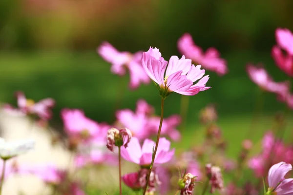 Kwiaty i poranna Rosa w tle blured park — Zdjęcie stockowe