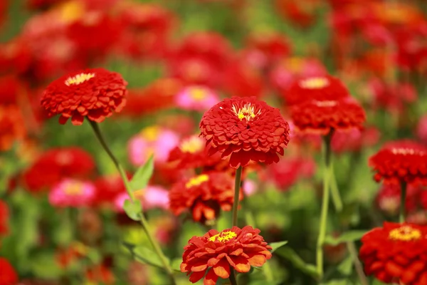 Blommor och morgondagg i park blured bakgrund — Stockfoto