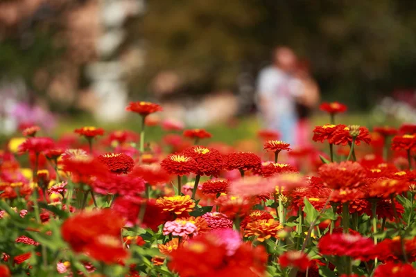 Květiny a ranní Rosa v parku blured pozadí — Stock fotografie