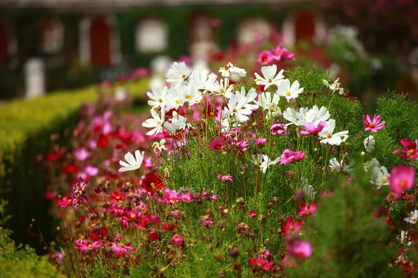 Květiny a ranní Rosa v parku blured pozadí — Stock fotografie