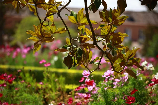 Magnoliaträd över blured bakgrund — Stockfoto