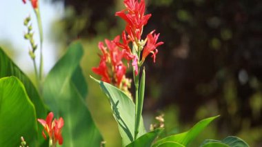 güzel yeşil yaprakları ve parlak güneşin üzerinde arka plan bulanık