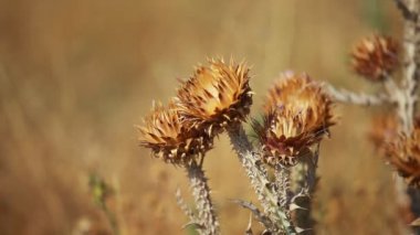 Dikenli, kurumuş devedikeni çiçekleri sığ derinlikte.