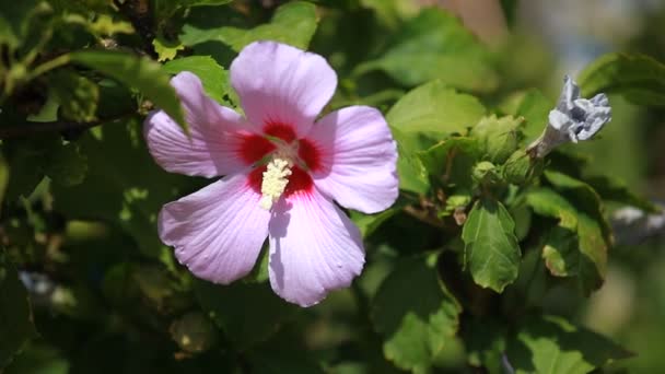 Pink mallow blossoms on green blurred background — Stock Video