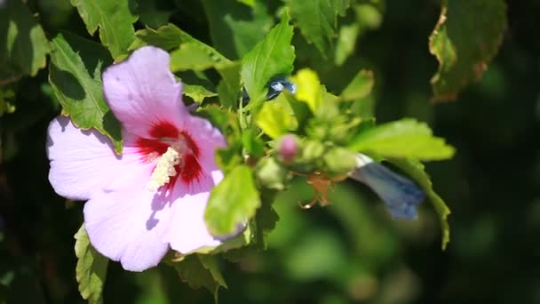 Pink mallow blossoms on green blurred background — Stock Video