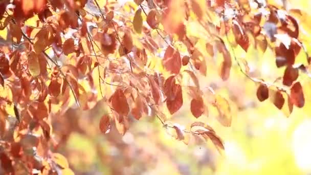 Krásné hnědé listy a jasné slunce nad rozostřeného pozadí — Stock video