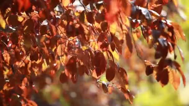 Beautiful brown leaves and bright sun over blurred background — Stock Video