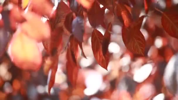 Красивые коричневые листья и яркое солнце на размытом фоне — стоковое видео