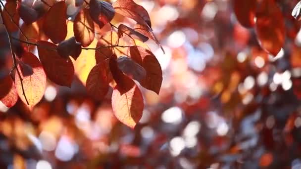 Belle foglie marroni e sole luminoso su sfondo sfocato — Video Stock