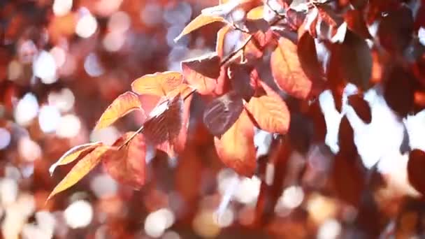 Prachtige bruine bladeren en felle zon over onscherpe achtergrond — Stockvideo