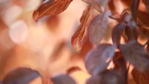 Hermosas hojas marrones y sol brillante sobre fondo borroso — Vídeos de Stock