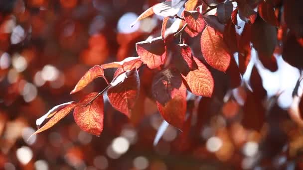 Hermosas hojas marrones y sol brillante sobre fondo borroso — Vídeo de stock