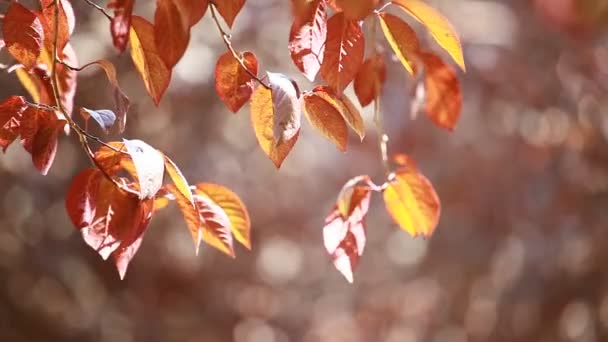 Beautiful brown leaves and bright sun over blurred background — Stock Video