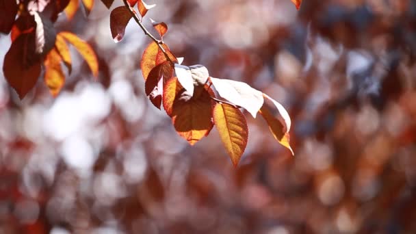Vackra bruna blad och ljusa solen över suddig bakgrund — Stockvideo