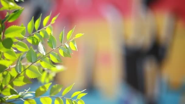 Green leaves over blurred graffiti background — Stock Video