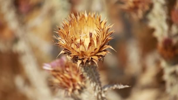 Primer plano de espinosas flores de cardo seco con poca profundidad — Vídeo de stock