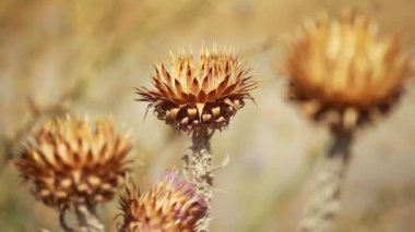 Dikenli, kurumuş devedikeni çiçekleri sığ derinlikte.