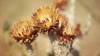 Dikenli, kurumuş devedikeni çiçekleri sığ derinlikte.