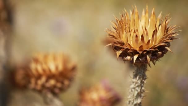 Closeup of spiky dried thistle blossoms with shallow depth — Stock Video
