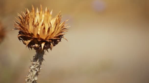 Close-up van spiky gedroogde distel bloesems met ondiepe diepte — Stockvideo