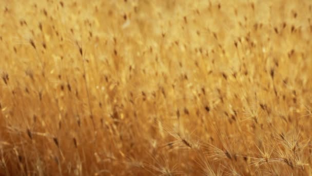 Gul säd redo för skörd som odlas på ett jordbruksfält — Stockvideo