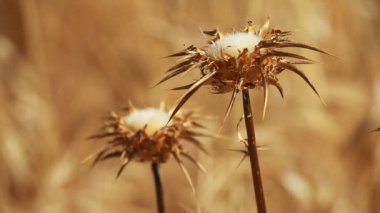 Dikenli, kurumuş devedikeni çiçekleri sığ derinlikte.