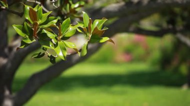 Mevsimlik arka plan üzerinde Manolya ağacı