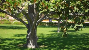 Mevsimlik arka plan üzerinde Manolya ağacı