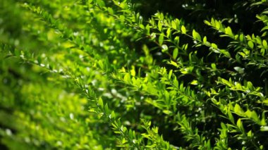 Mevsimlik arka plan üzerinde yeşil çit bırakır