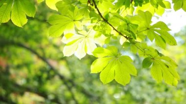 güzel yeşil yaprakları ve parlak güneşin üzerinde arka plan bulanık