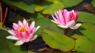 lily pond yüzen mor nilüfer çiçeği