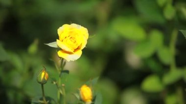 Yeşil arka planda güzel küçük güller