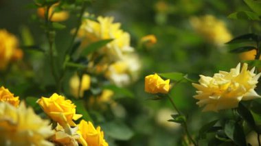 Yeşil arka planda güzel küçük güller