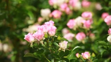 Yeşil arka planda güzel küçük güller