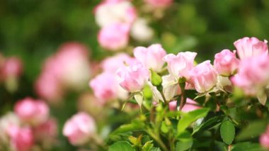 Yeşil arka planda güzel küçük güller