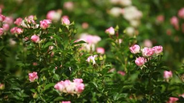 Yeşil arka planda güzel küçük güller