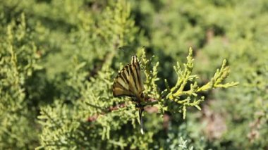 Yeşil Mevsimlik arka plan üzerinde dev swallowtail kelebek