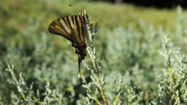 Yeşil Mevsimlik arka plan üzerinde dev swallowtail kelebek