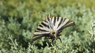 Yeşil Mevsimlik arka plan üzerinde dev swallowtail kelebek
