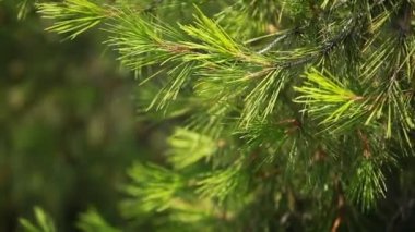 yeşil acı ağaç üzerinde arka plan bulanık rüzgarda yaprak.